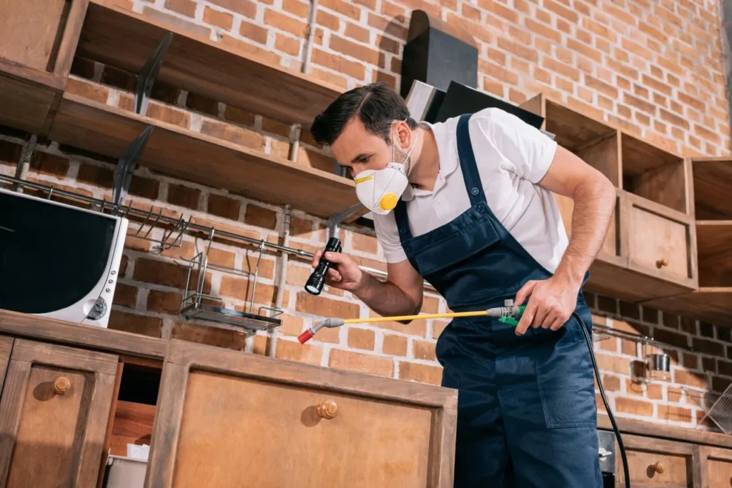 Professional pest control technician performing rodent inspection and removal to eliminate rats and mice safely.